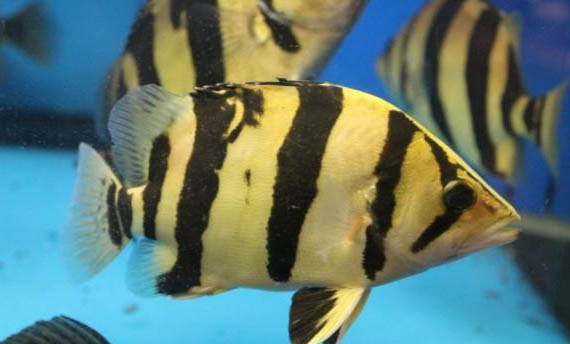 夏天家庭養(yǎng)魚怎么樣避暑啊