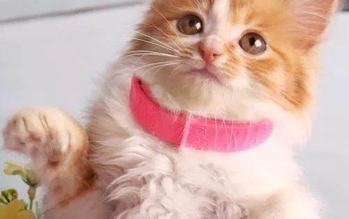 一個月的小貓洗澡后流眼淚、拉肚子