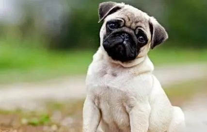 法國斗牛犬最便宜多少錢一只