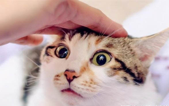 貓咪吃消炎藥后嘔吐