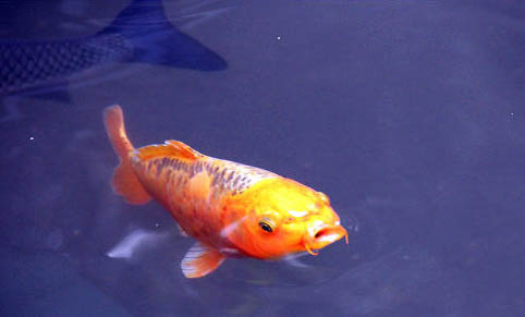 釣羅非魚用什么餌料野釣最好