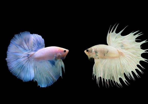 泰國斗魚可以和小型魚一起養嗎