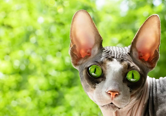 加拿大無毛貓尿結石的原因及處理方法