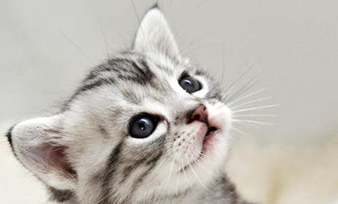 美國短毛貓和英國短毛貓的區別