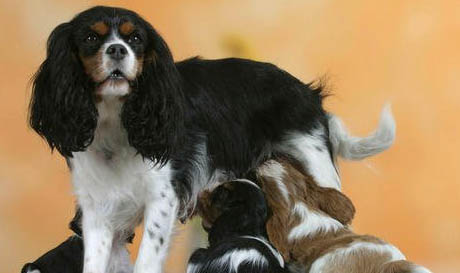 狗狗吐舌頭喘氣是犬瘟
