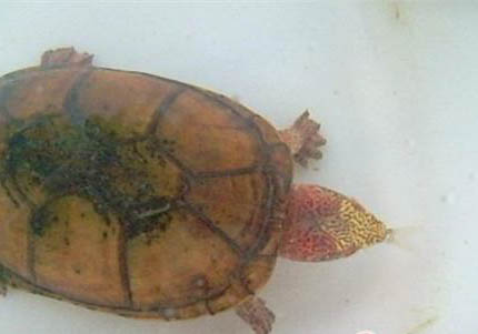 斑紋泥龜好養嗎