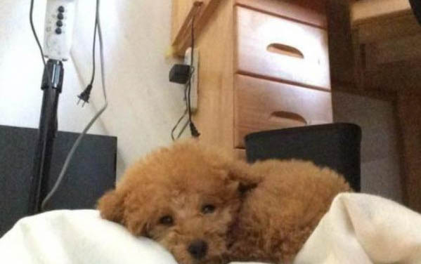 小狗狗牽引繩怎么套