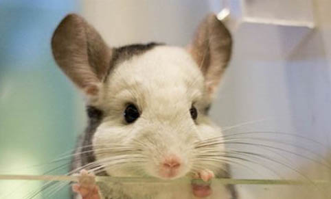 龍貓腳皮炎癥狀