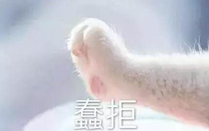 小貓幾個(gè)月可以注射疫苗