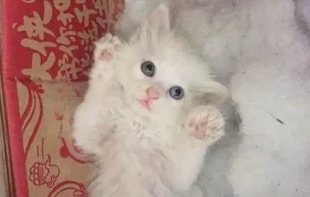 山東獅子貓總是嘔吐怎么辦