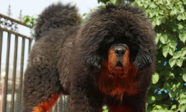 藏獒多少錢一只 藏獒價格