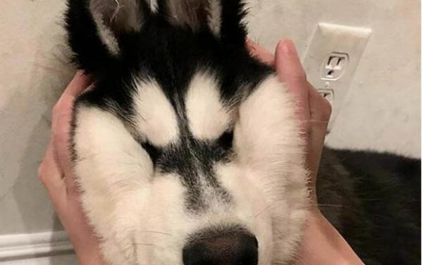小狗沒精神不吃東西