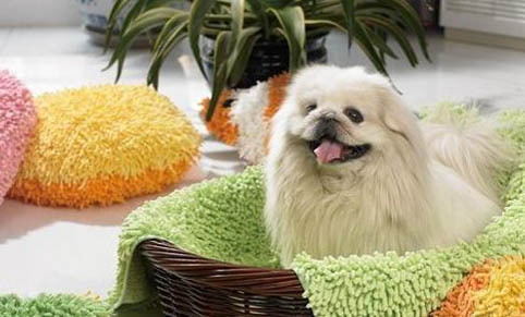 京巴犬性格怎么樣