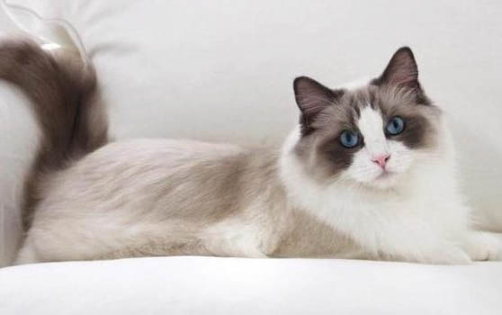 小貓連續打噴嚏是什么原因