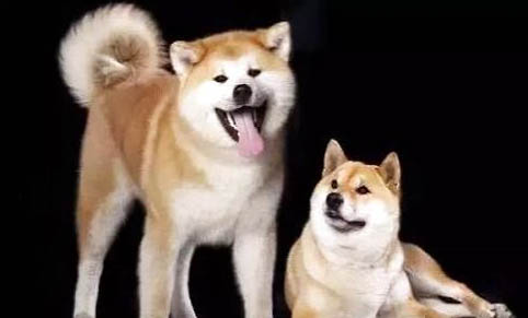 秋田犬和柴犬哪個(gè)貴