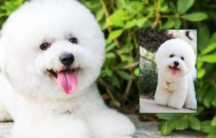 幼犬狗糧哪個(gè)牌子好