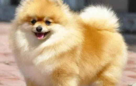 博美犬哪里有賣