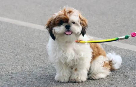 西施犬價格貴的原因及處理方法