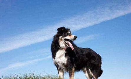 邊境牧羊犬的訓練方法有哪些