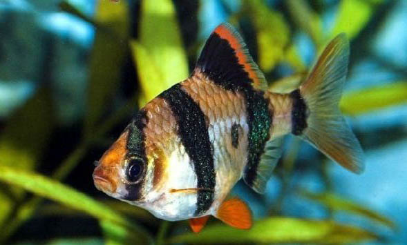 虎皮魚能和什么魚混養