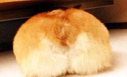 網上哪里有賣威勢爾柯基犬