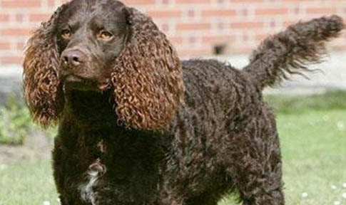 美國(guó)水獵犬優(yōu)缺點(diǎn)