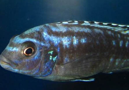 怎么鑒別魚糧好壞