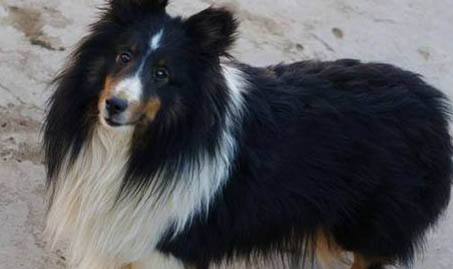 哪里有喜樂蒂犬舍