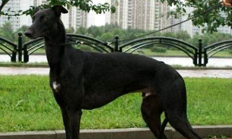 波斯純種靈緹犬