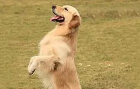 金毛犬能養在室內嗎