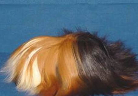 天竺鼠的生活環境