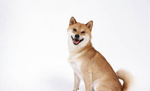 狗狗爪子抓傷要打針嗎