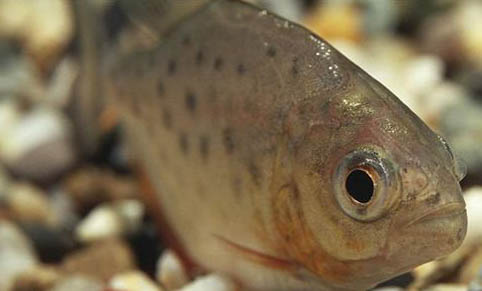 薩伊藍混養龍魚虎魚