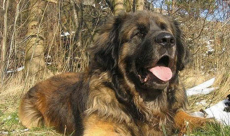 蘭波格犬吐白色粘稠液體的原因及處理方法