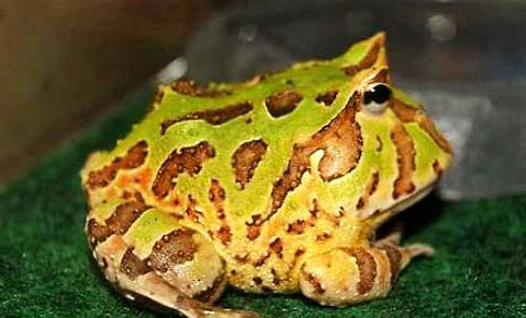 角蛙冬天怎么飼養(yǎng)?