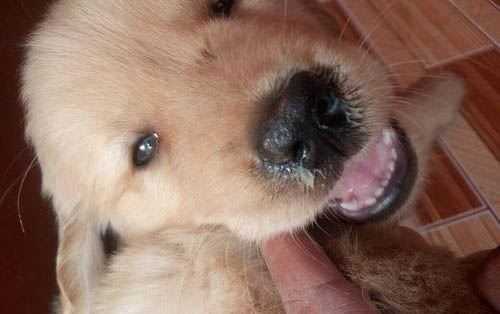 幼犬什么時候可以洗澡
