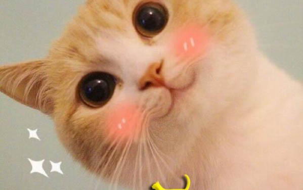 剛生出來的小貓吃什么東西好