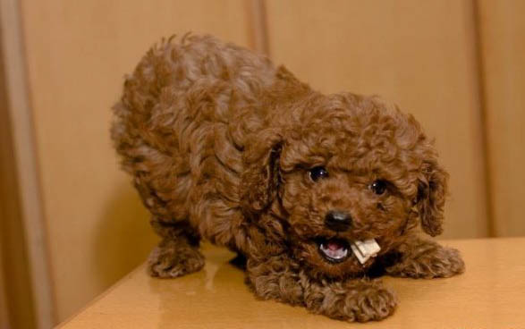 50元的茶杯犬在哪里買