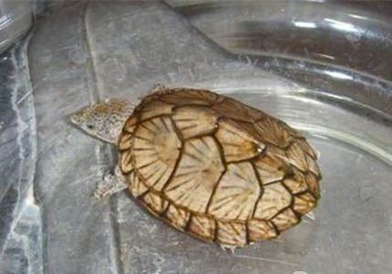 窄橋麝香龜和麝香龜能一起養嗎