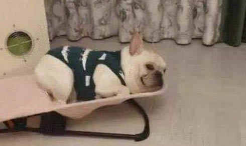 狗狗總是搖頭甩耳朵的原因及處理方法