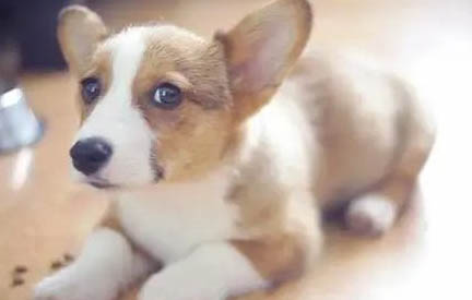 柯基犬的4大缺點