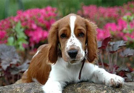 卡迪根威爾士柯基優(yōu)缺點