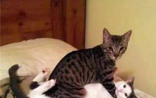 大貓可以和小貓一起養(yǎng)嗎