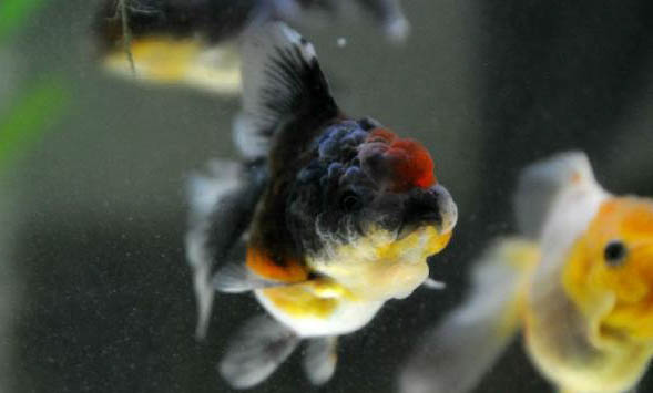 銅錢草可以放魚缸里么？