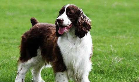 狗狗得了犬瘟能自愈嗎