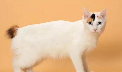 日本短尾貓尿閉的原因及處理方法