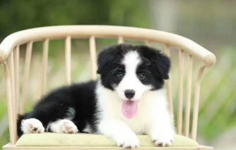 邊牧幼犬怎么訓練？