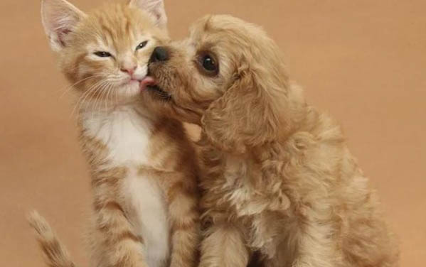 狗狗拉稀吃人用的藥可以嗎