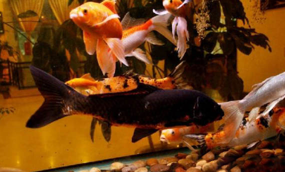 剛出生的孔雀魚怎么喂養