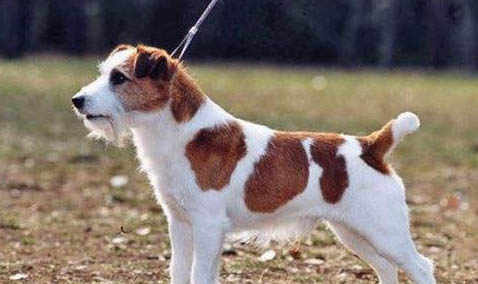 羅素梗和土狗的區(qū)別有哪些